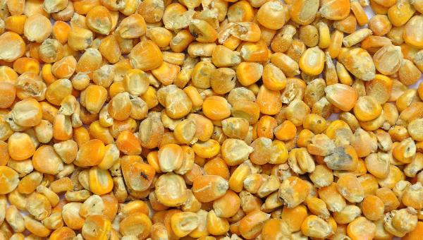Feed Corn
