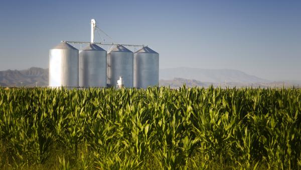 Corn crop with farm silos