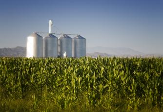 Corn crop with farm silos