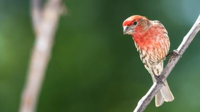 house finch